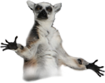 Bild på en lemur Bild på en lemur